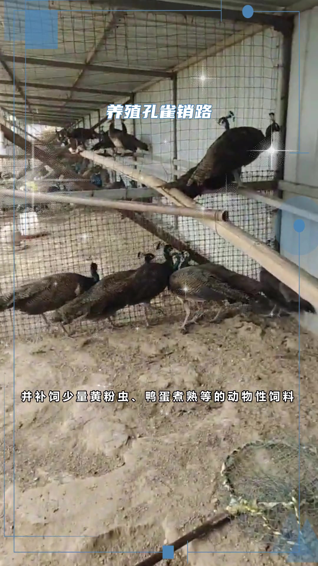 孔雀养殖笼舍造型