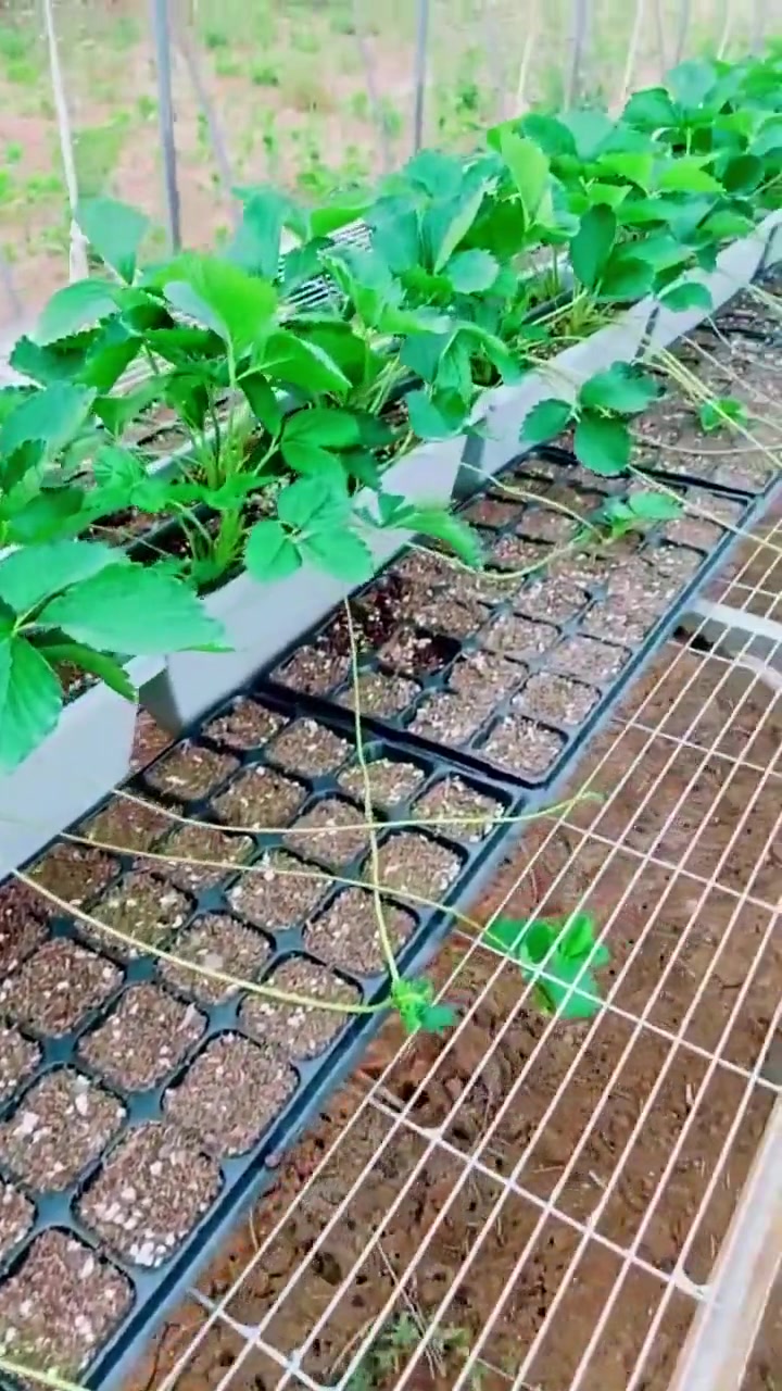 种苗培育 草莓苗 穴盘草莓苗 草莓苗育苗基地