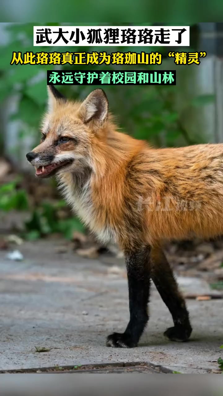 武大小狐狸珞珞走了,从此珞珞真正成为珞珈山的"精灵",永远守护着校园
