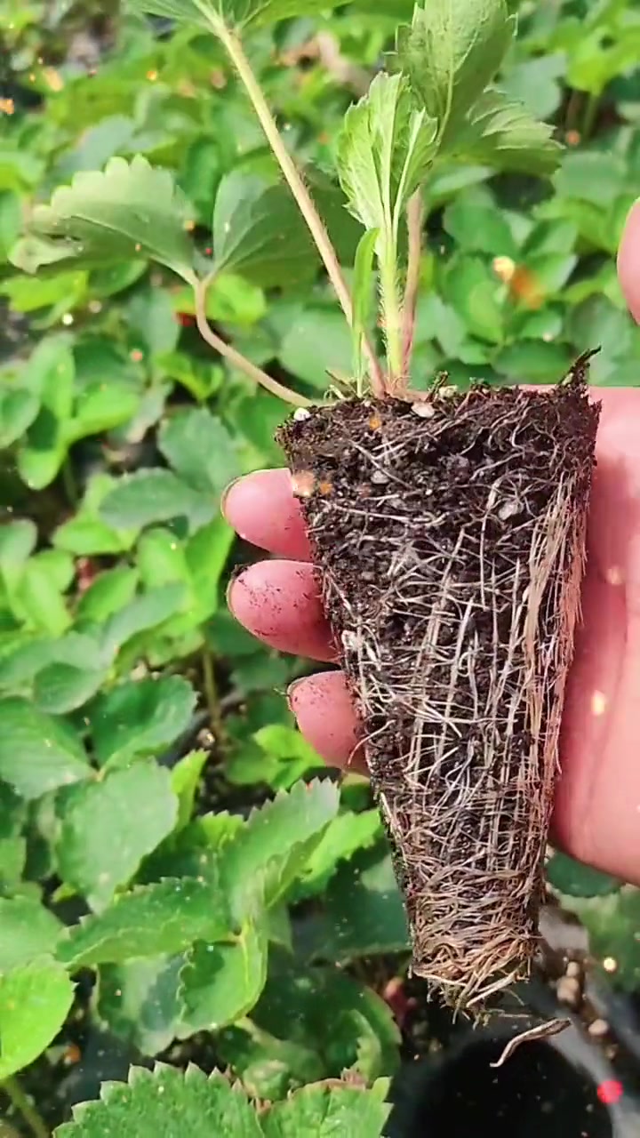 草莓苗裸根苗,穴盘苗 种苗培育 草莓苗 秋季生产苗