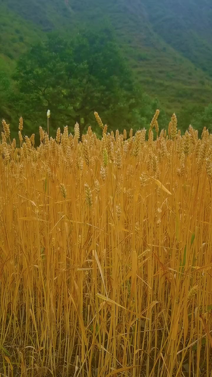 丰收是大地最美的景色 一起享受大自然的美 我要上热门 原创 金色麦田