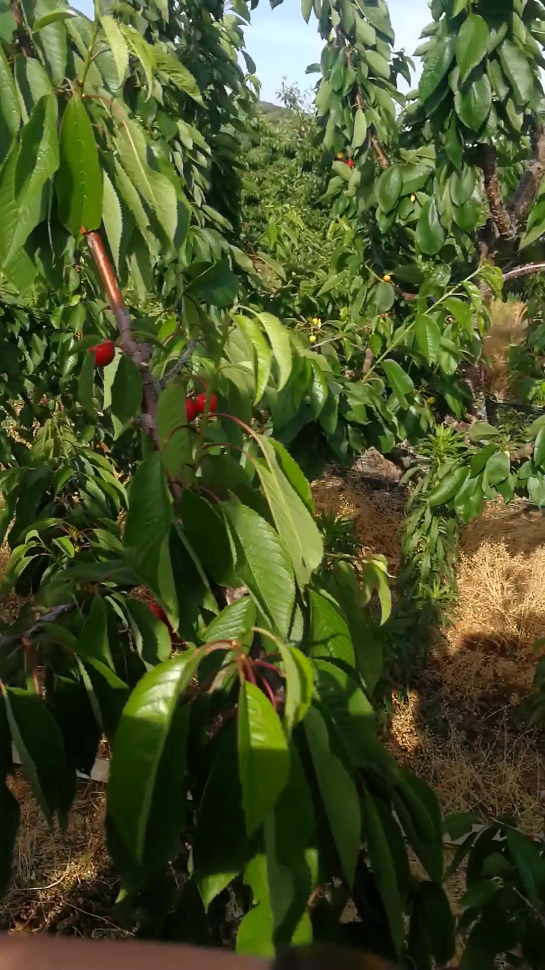 五公分的俄罗斯8号大樱桃树已结果!