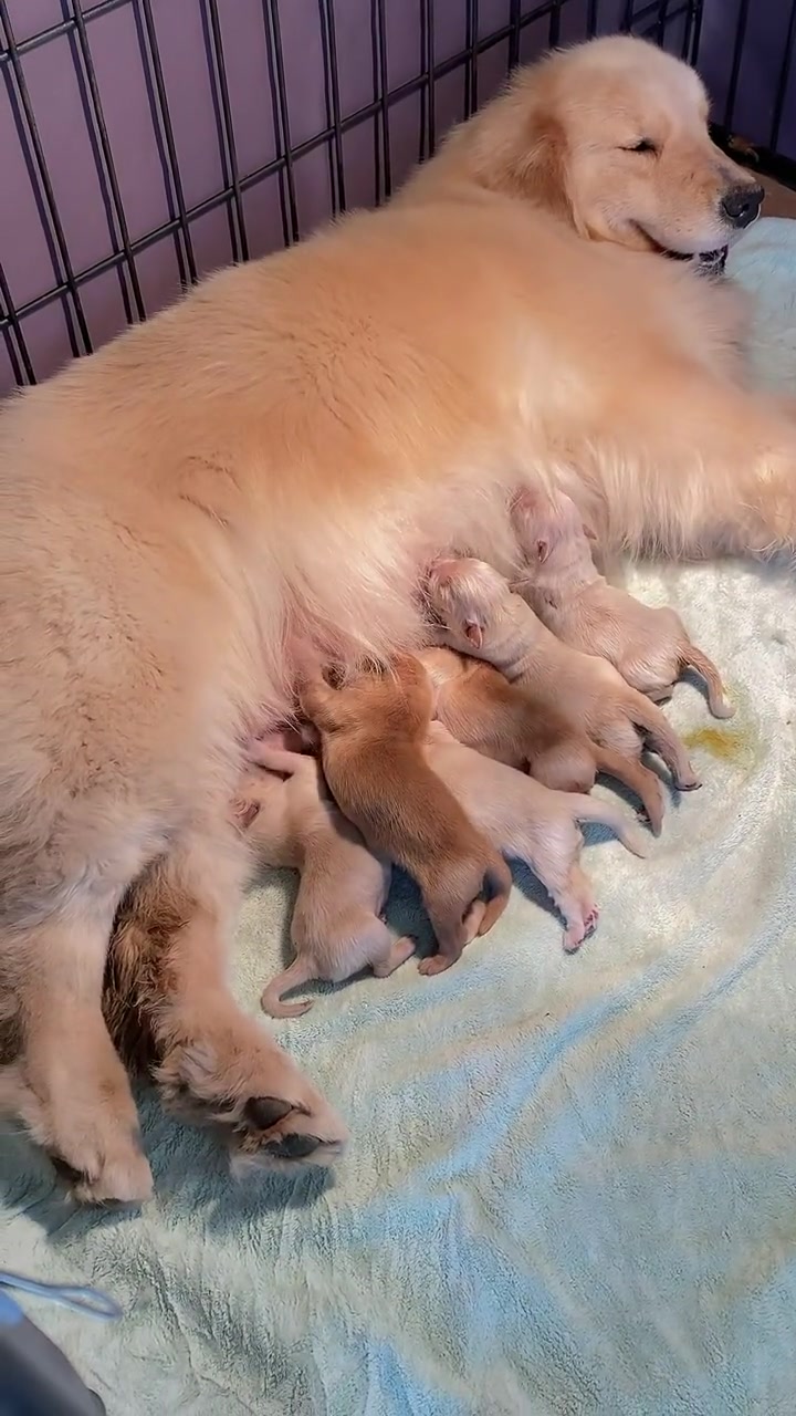 金毛幼犬幼犬吃奶