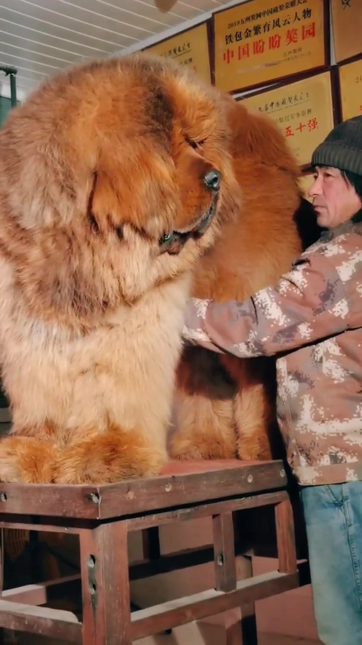 近一米高的巨型藏獒你见过吗