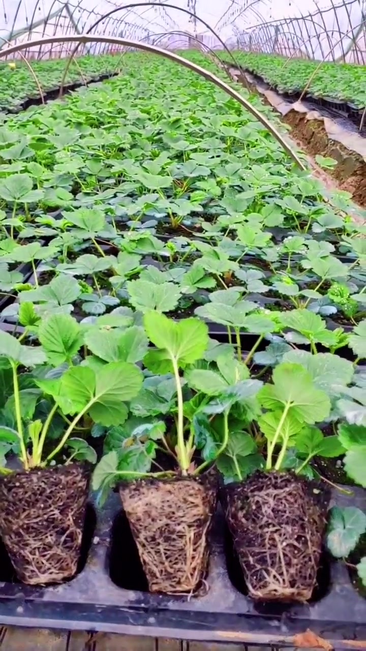 草莓苗 种苗培育 秋季生产苗 种植基地 穴盘草莓苗