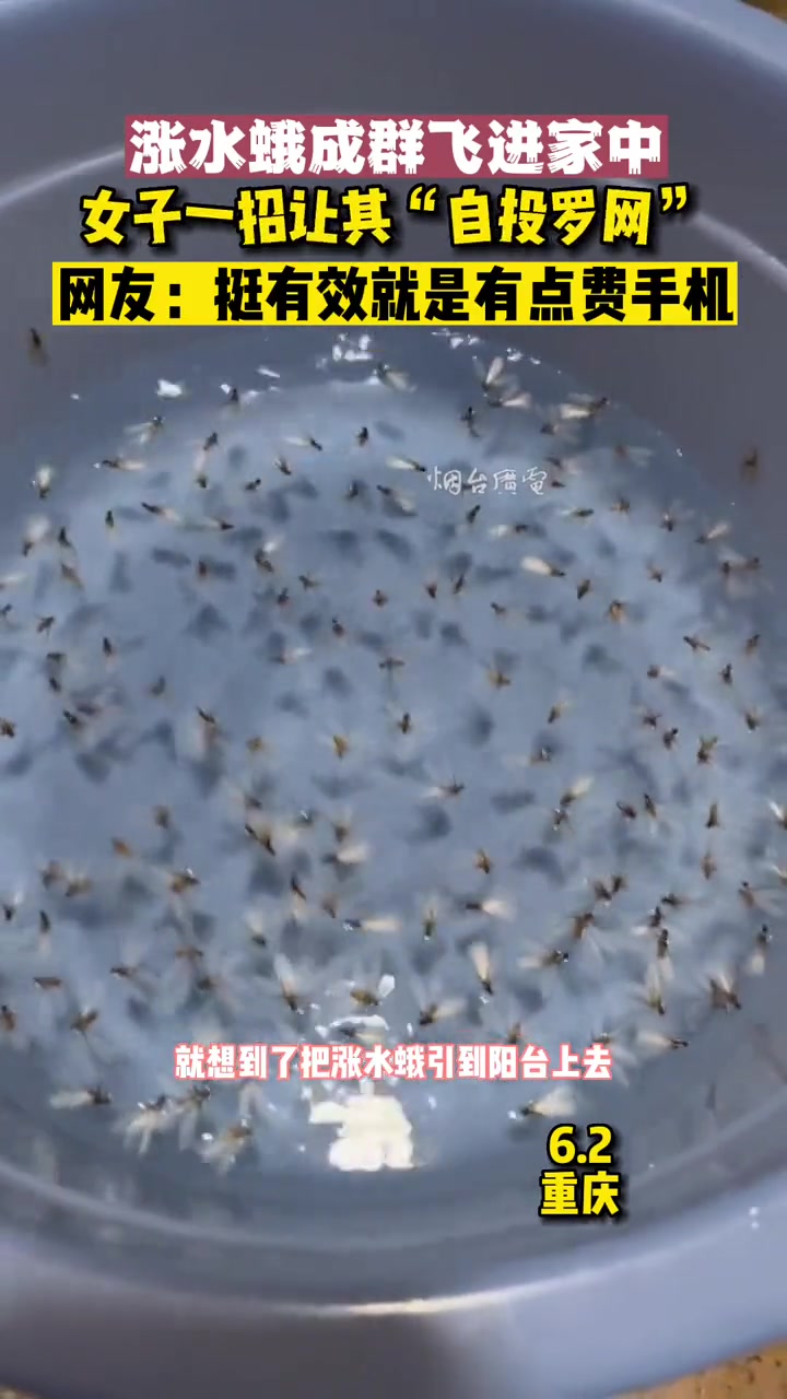 家中飞来成群结队的涨水蛾,女子一招让其自投罗网!