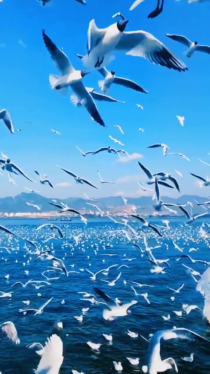 碧海蓝天,海鸥自由的飞翔,太美太好看了!好看z就对了 海鸥