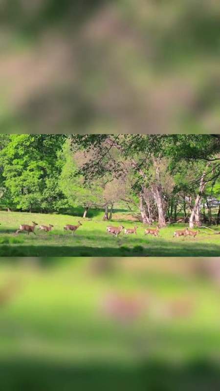 畅游黑龙江 哈尔滨阿城皇家鹿苑,仿佛走进奈良,置身"林深时见鹿"的