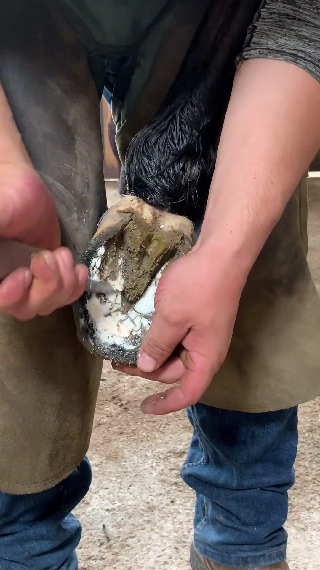 修马蹄的声音是不是好多人喜欢 小海豹钉蹄 修蹄 钉掌