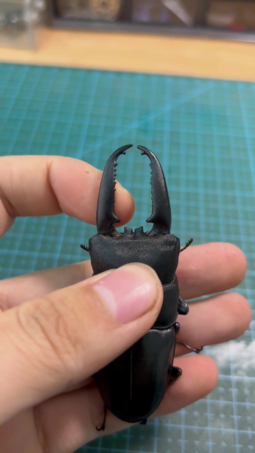 甲虫 锹甲 新手推荐中华大扁锹甲-度小视