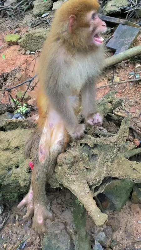 这只猴子腿断了,给东西也不吃!-度小视