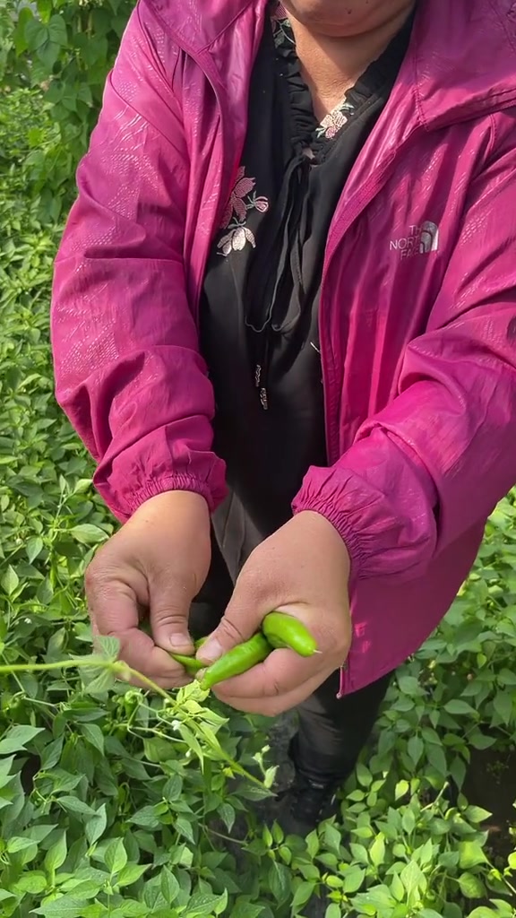 东北辣妹子 自家小园种植