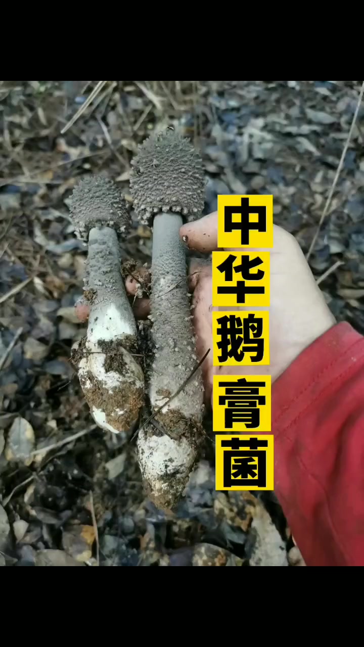 中华鹅膏菌,可食,分布在热带,亚热带 采蘑菇 野生菌-度小视