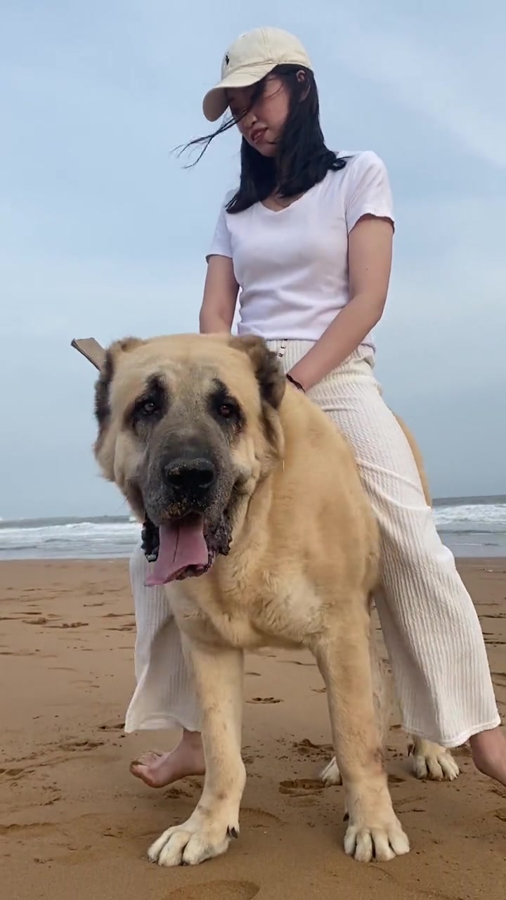 俄罗斯中亚牧羊犬