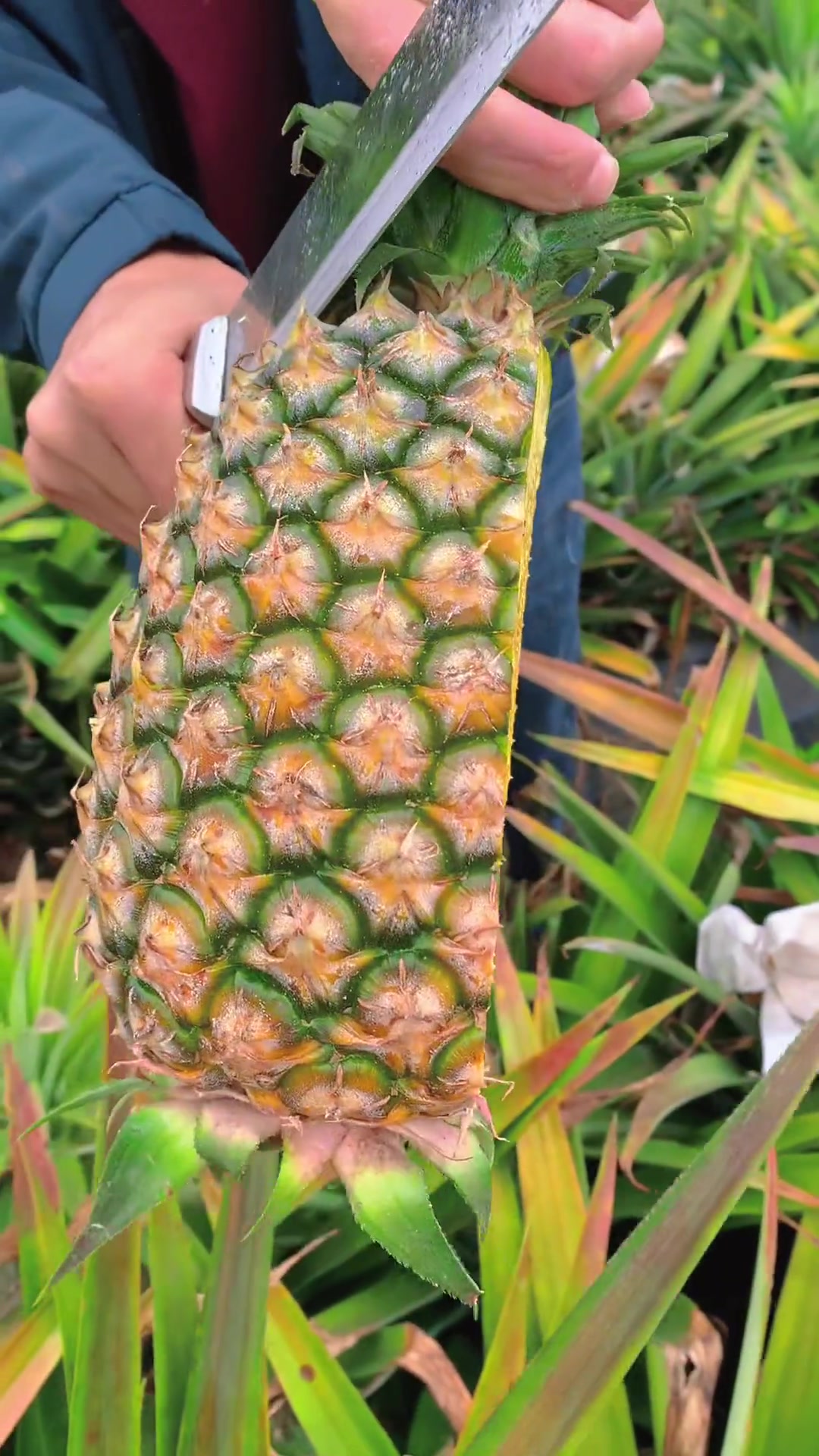 菠萝削皮后有"内刺"需要剔除;而凤梨削掉外皮后没有"内刺"