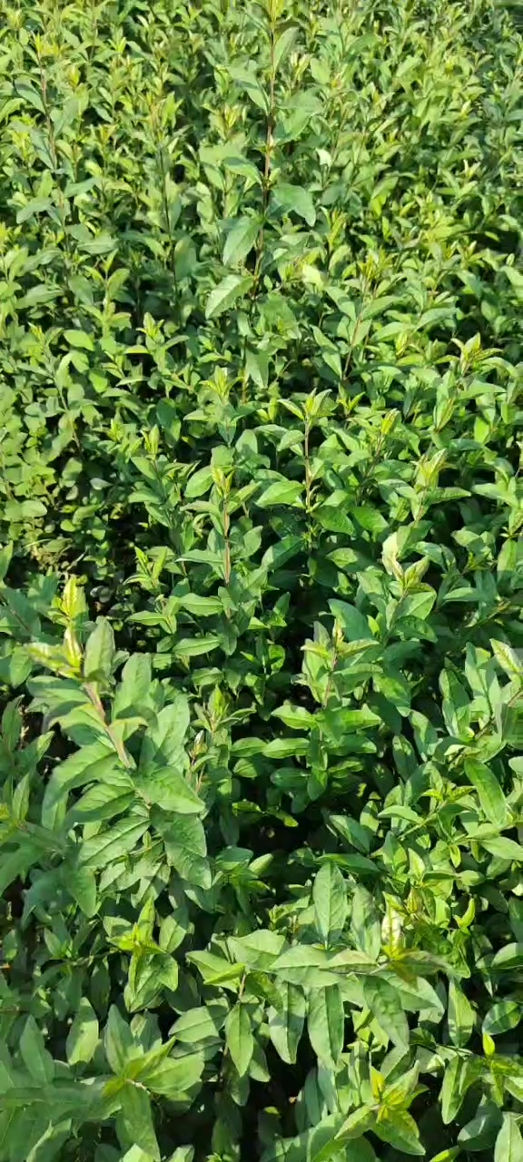 水蜡苗绿篱观叶灌木成活率高-度小视