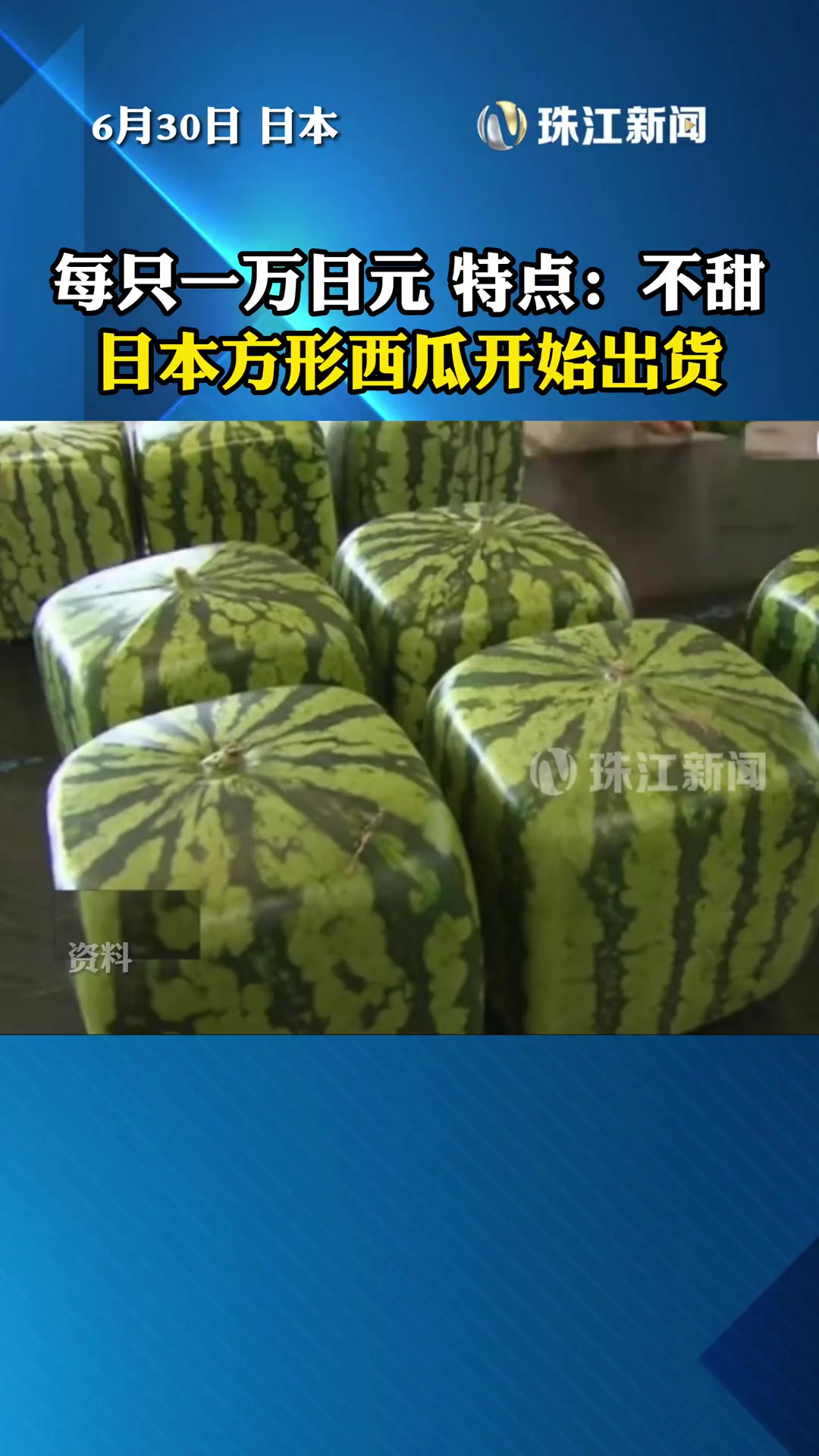 6月30日日本方形西瓜开始出货每只一万日元特点不甜