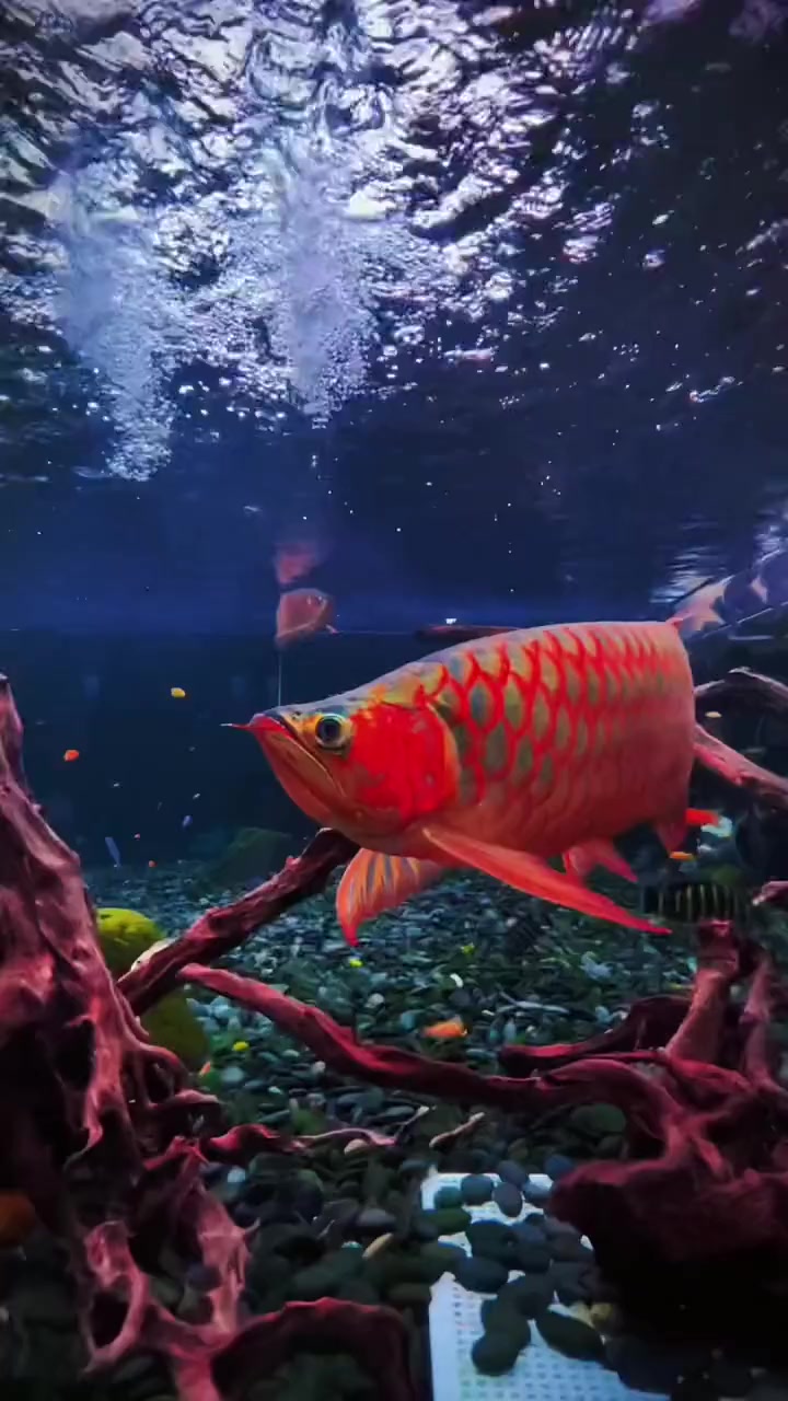 金龙鱼带给你一天的好运