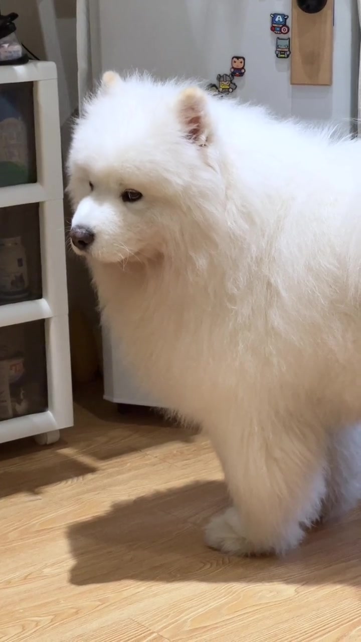 跟宠物一起宅在家萨摩耶榴莲