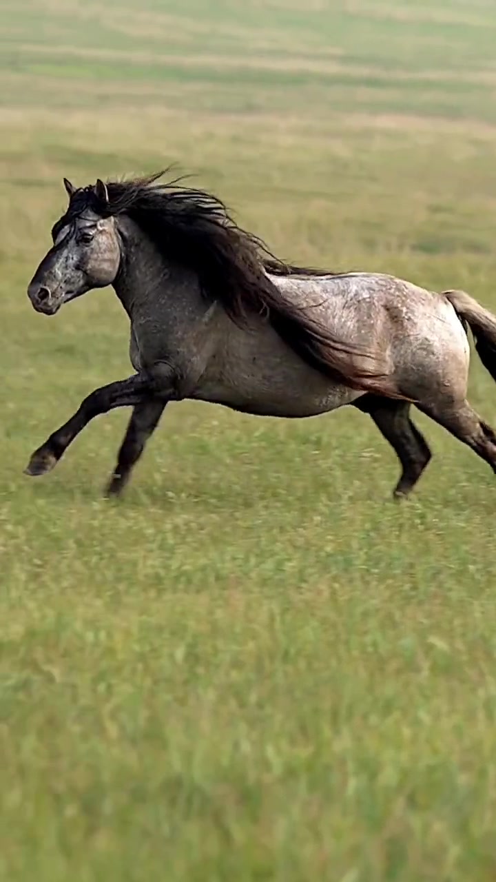 大青马,喜欢它这般优雅高贵的气质长发飘飘健硕秀美的身姿在草原疾驰