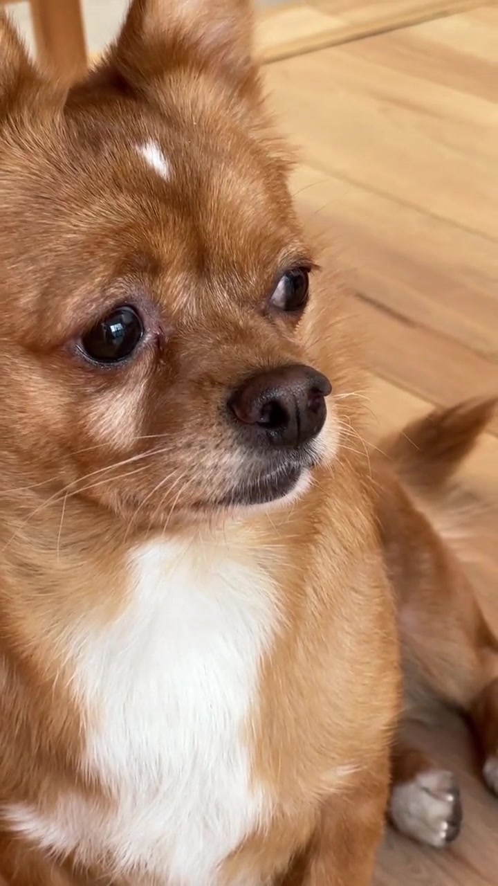 当哈尼把柯铭弄丢了