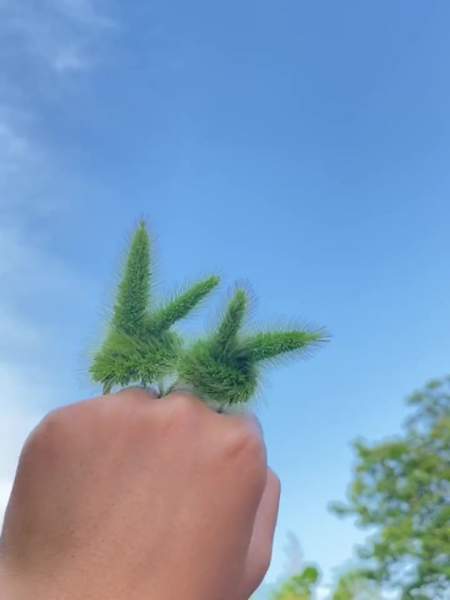 随手在路边揪两根狗尾巴草做个兔子戒指艾特闺蜜她总不会不给做