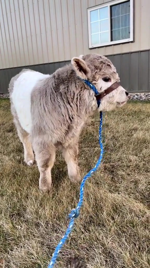它是不是烫头了!牛哞哞牛犊子小牛可爱萌宠