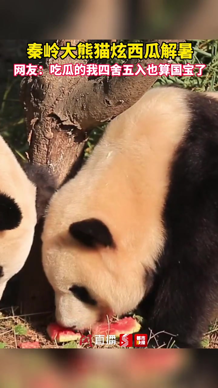 可可爱爱!秦岭大熊猫狂炫西瓜解暑 大熊猫吃西瓜的姿势有多萌-度小视