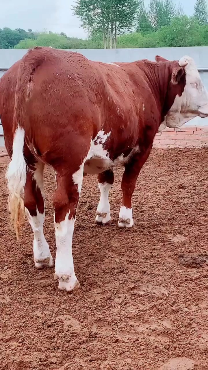 如何看牛骨架 养牛技术 科学养牛 繁殖母牛 农村养牛