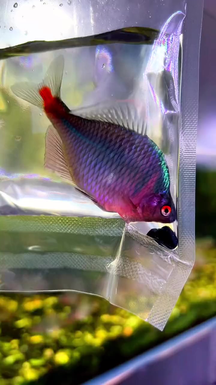 高体鳑鲏不配拥有单鱼单袋?-度小视