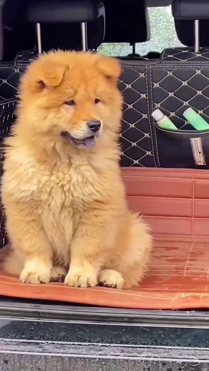 中华田园犬田园犬狗狗萌宠土松犬