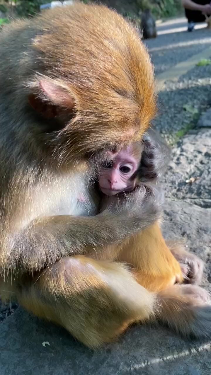丁丁老婆用猴语交流呢