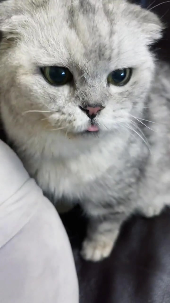 猪哥是个有性格的吃货