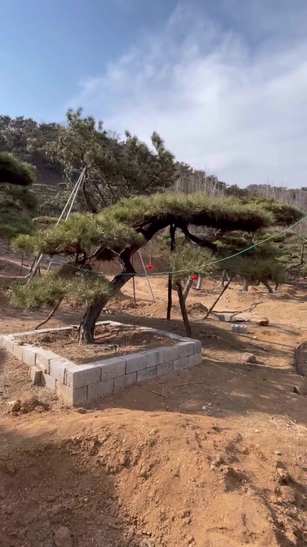 山东造型黑松