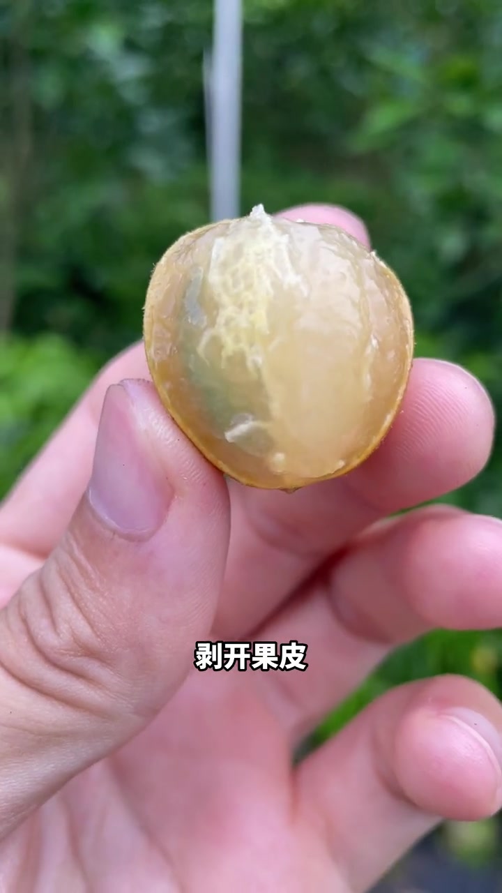 黑黄皮,又称香蜜黄皮果 天花板的黄皮品种 高产不裂果自花受粉-度小视