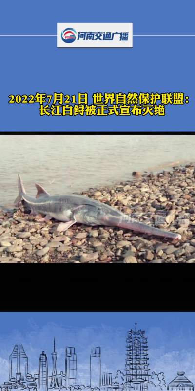 2022年7月21日,世界自然保护联盟:长江白鲟被正式宣布灭绝(来源:央视