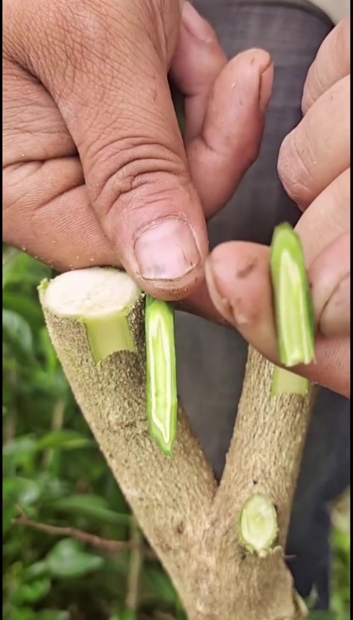 嫁接技术 草莓苗 蓝莓苗 果苗种植 苗木销售