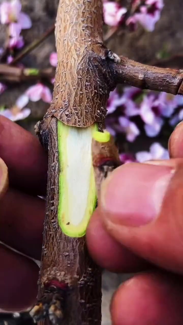嫁接技术 金牌苗木人 出售樱桃苗 嫁接技术