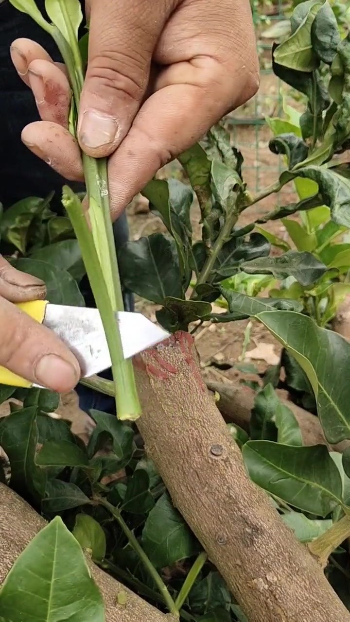 春节我在岗 创作灵感  小助手 果树嫁接技术 出售果树苗 大樱桃苗