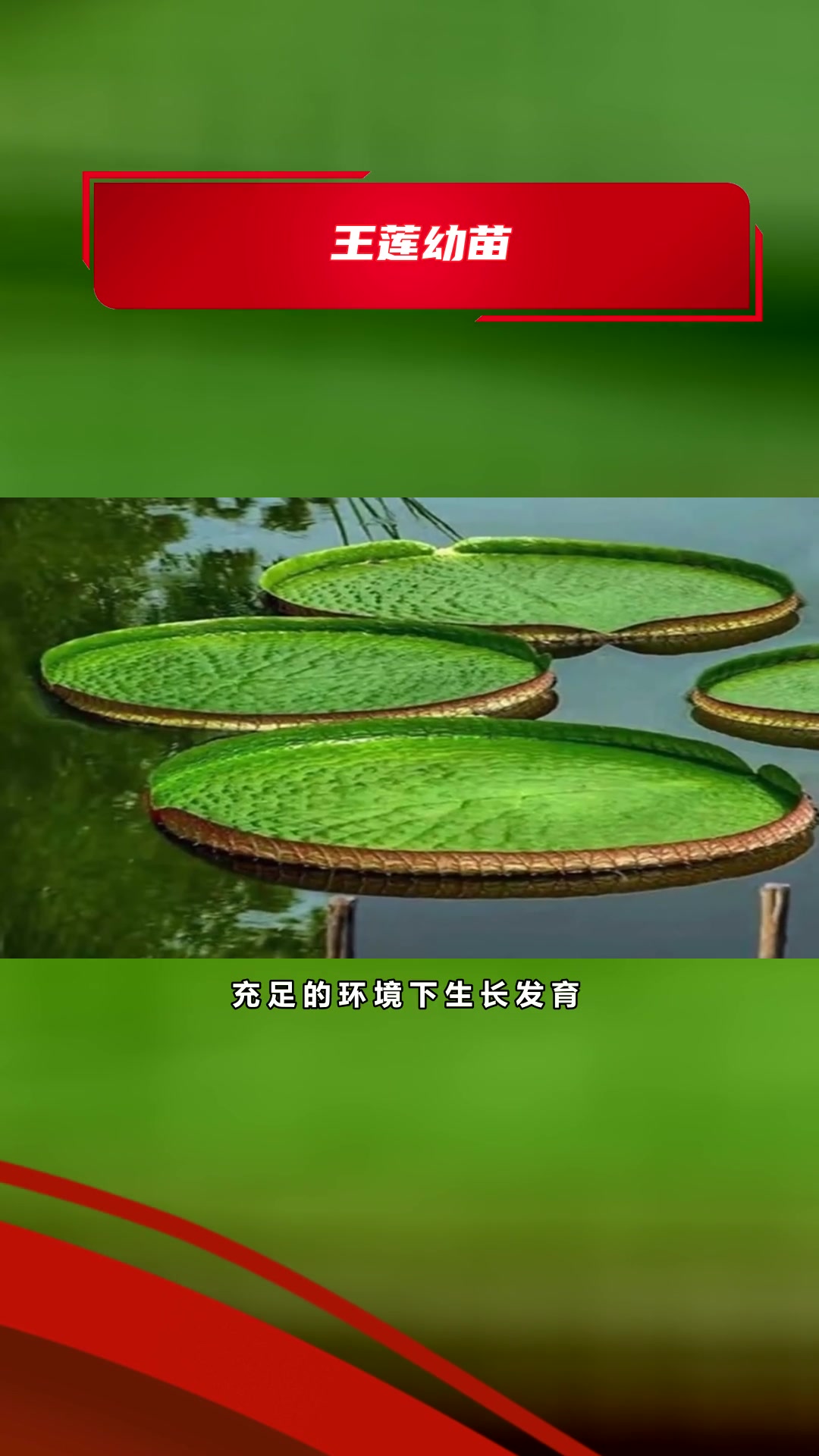 王莲种苗种植基地