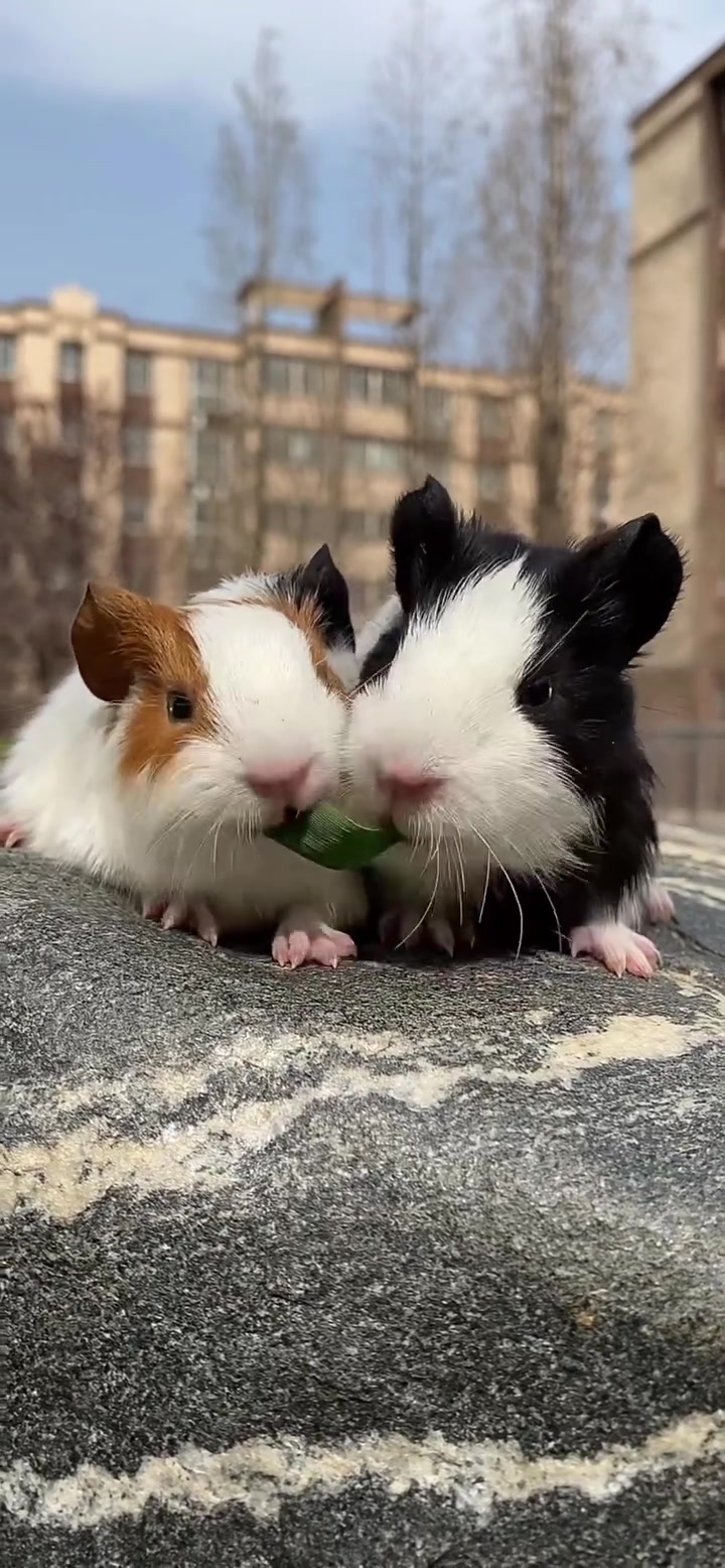 幸福的小两口 萌宠 宠物 搞笑萌宠