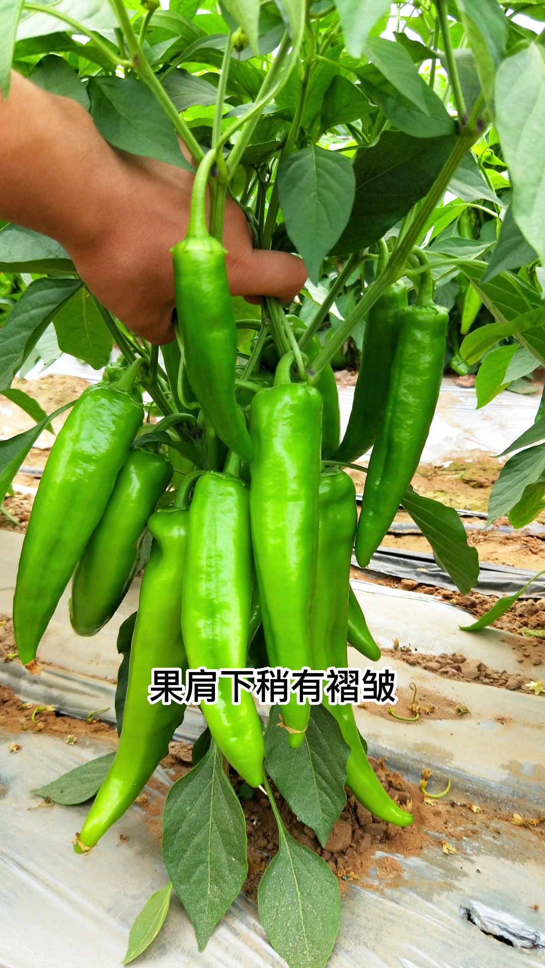 牛角椒大牛角品种巨峰一号露地保护地均可栽培