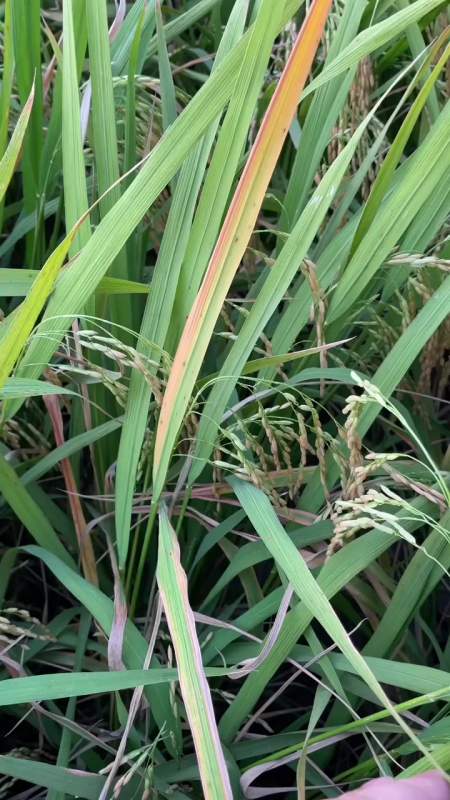 你还遇到哪些水稻红叶的情况