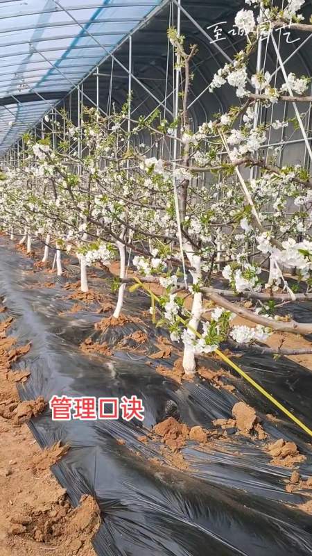 大樱桃的管理其实很简单记住这几点