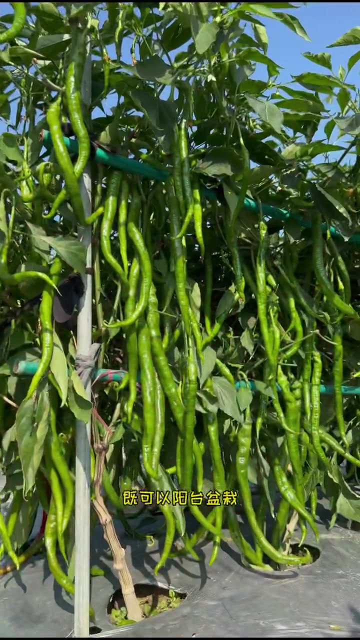 线椒树可以长到两米多高,温度合适一年四季开花结果-度小视