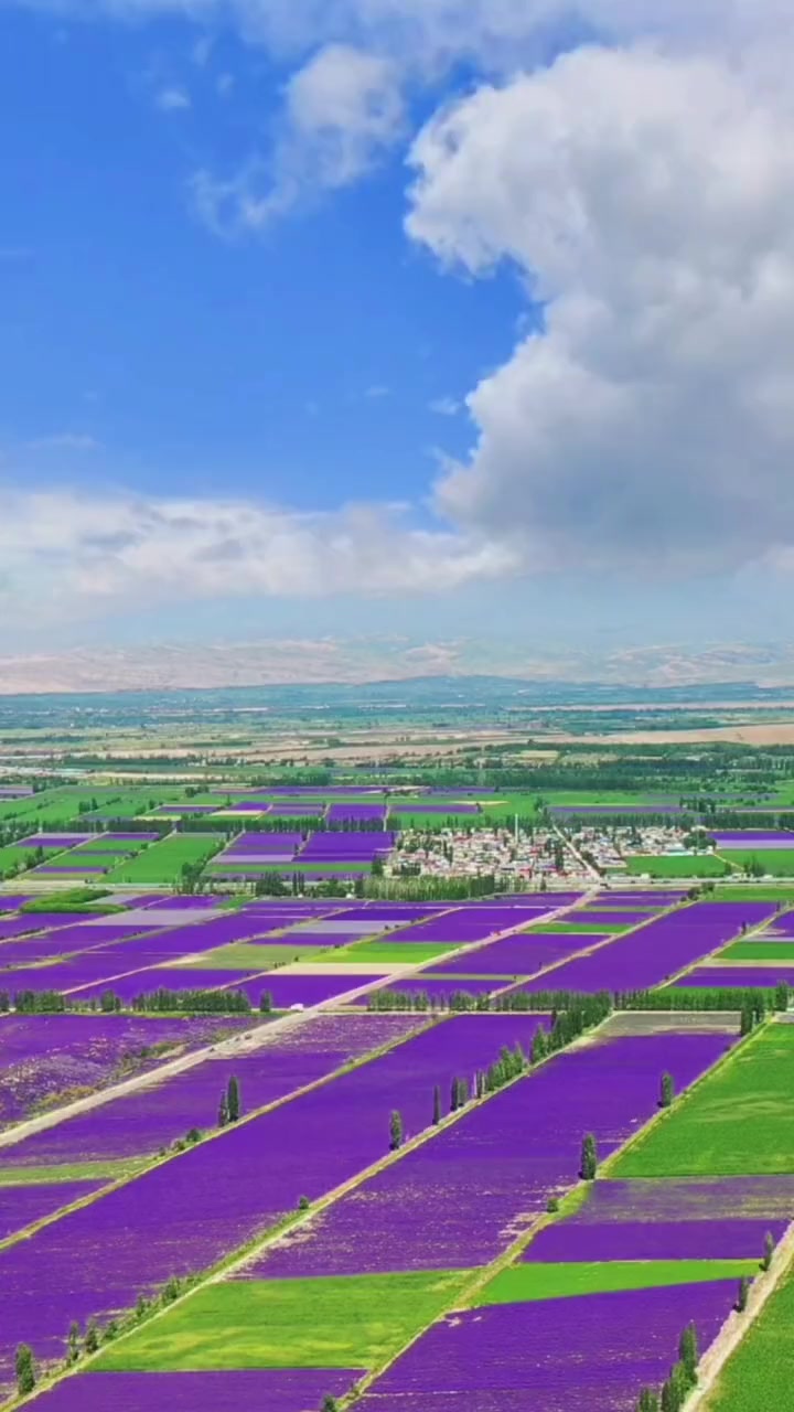 中国最大面积的薰衣草基地-新疆霍城县-度小视