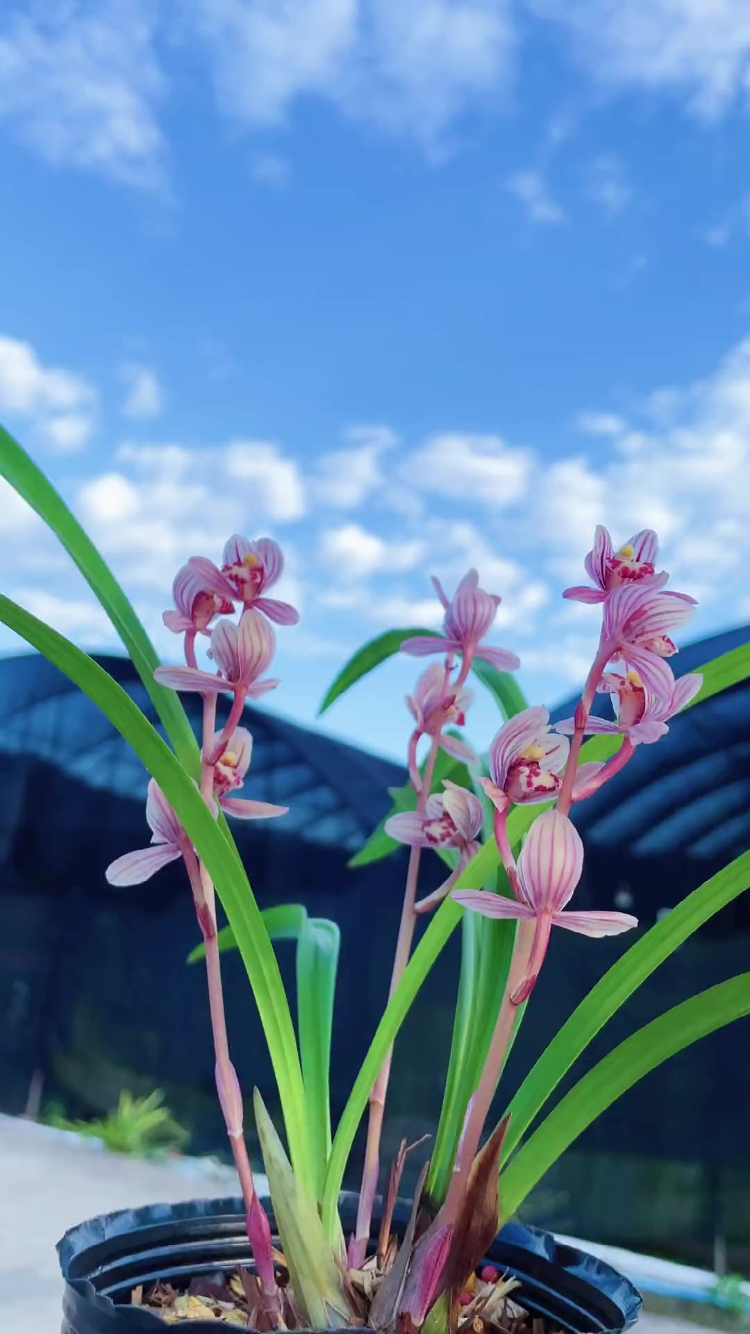 东方红荷开花啦