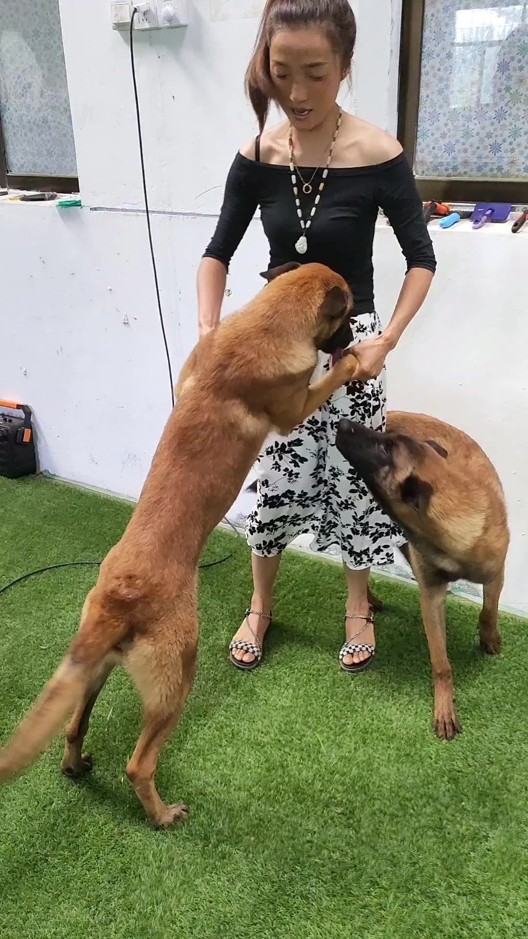 今天来西安看狼牙公主了,它们进步真的很大