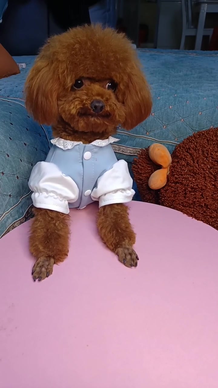 萌萌的小可爱 泰迪狗狗的日常-度小视