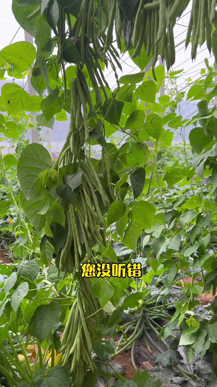 给豆角搭个架子需要用钢筋?-度小视